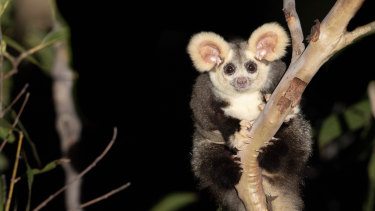 The greater glider is listed in Victoria as threatened with extinction. 