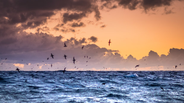 Shearwaters travel an extraordinary 16,000 kilometres to get from Australia to Alaska. 