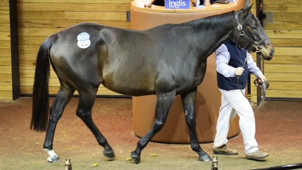 What's in a name: Queen of the World topped the broodmares at the Inglis Great Southern Sale.