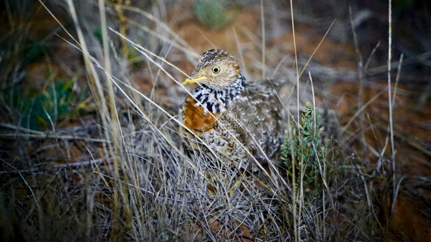 A female plains-wander displays her elegant black-and-white collar and rufous chest patch.