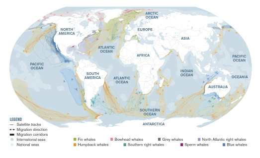 Whale superhighways: A global view of blue corridors for whales, combining satellite tracking data from more than 1000 tags from 50 researchers.