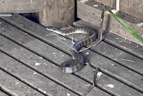 From bird-watching to snake-watching: The tiger snake Lisa and Stephen Featherstone spotted in Bairnsdale.