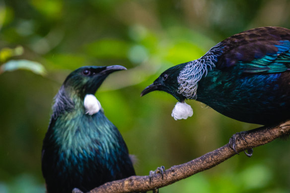 Tui (or koko) at the sanctuary.