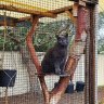 To catio or not to catio? Perth cat owners, there is no question