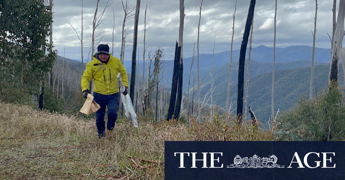 Search for Russell Hill and Carol Clay: Specialist police resume search for missing campers in Victoria's high country - Vimarsana News
