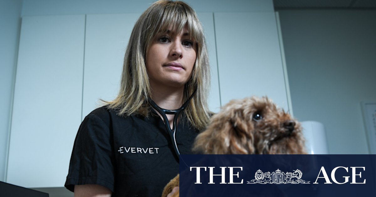 'People have unrealistic expectations': Disturbing reality pushes vets to distress, says the Australian Veterinary Association - Vimarsana News