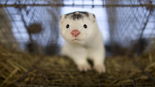 A total of 207 out of the 1139 fur farms in Denmark has been infected with COVID-19.