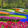 Millions of tulips flower in a tapestry of vivid colours at Keukenhof Gardens.