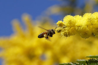 Where do bees and other insects go when they die?