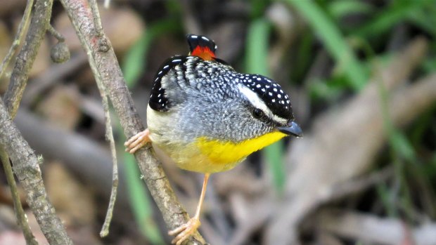 The Spotted Pardalote is one species seen near Merri Creek.