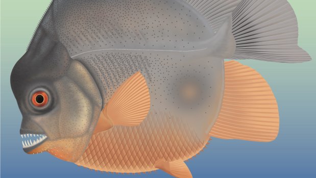 The newly-discovered jurassic piranha-like fish lived in the sea about 150 million years ago and had teeth designed to tear chunks of flesh from other fish.

