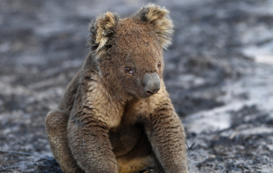 Fires wiped out vast areas of koala habitat in northern NSW and south-east Queensland, and the status of local populations may be escalated from vulnerable to endangered.  