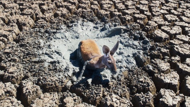 The drone shot accompanied a report on the effects of extreme heat and continuing drought on wildlife, following on from the horrific mass fish kill on the Darling River