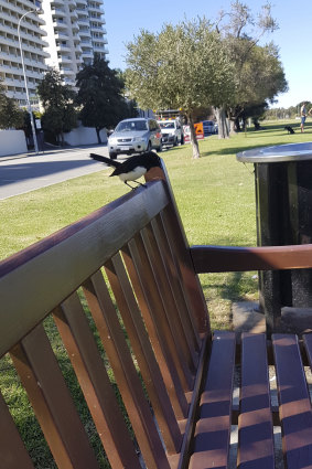 Things to do: appreciate weather. Talk to Willy Wagtails. 