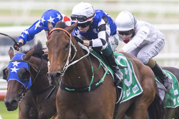 Mugatoo has been kept fresh for the All-Star Mile at Moonee Valley on Saturday.
