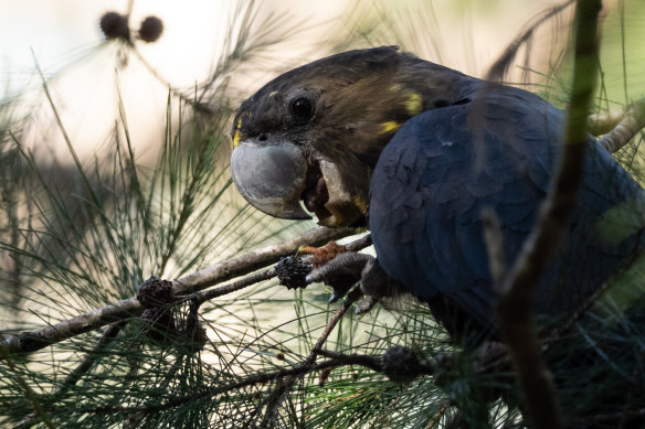 A glossy black cockatoo, which almost exclusively eats cones from drooping sheoak trees. 