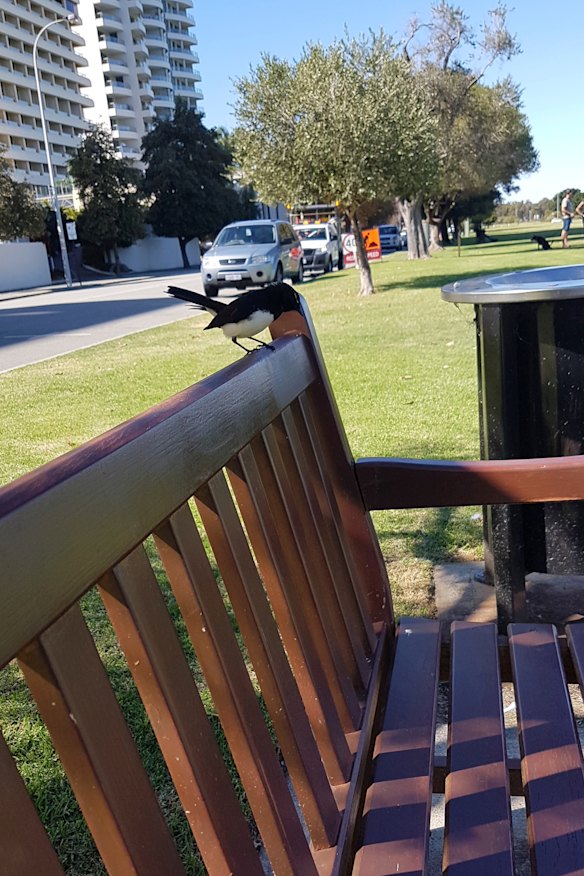 Things to do: appreciate weather. Talk to Willy Wagtails. 
