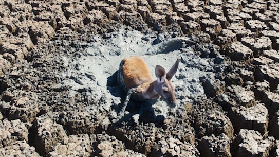 A kangaroo struggles in mud in an all but dried-up drainage canal in the Menindee Lakes system.