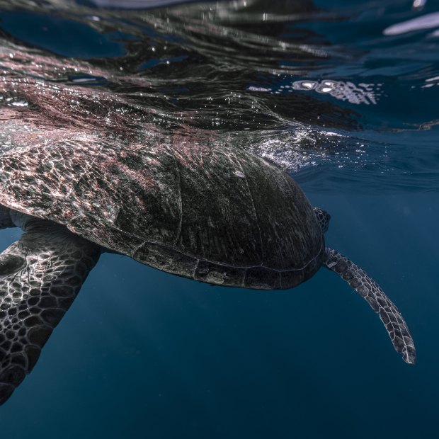 A green turtle affixed with a tracker is released into the wild just outside Sydney Harbour.