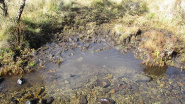 A degraded stream bank in Kosciuszko National Park, where University of Canberra researchers say brumbies are trampling the habitat of the stocky galaxias freshwater fish.