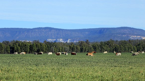 Cattle grazing on oats at Rural Funds Group's Rewan property in Central Queensland.