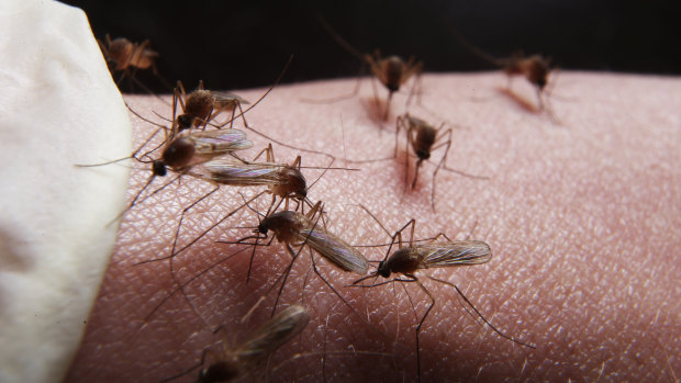 Lingering presence: A combination of seasonal factors have cultivated the environment to allow mosquitoes to continue to thrive in May.