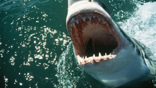 Shark bites are relatively rare in the US, with 32 incidents in 2018.