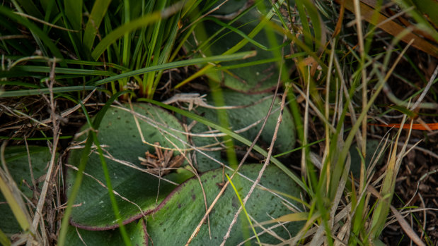 Emerging leaves of red beak orchids.