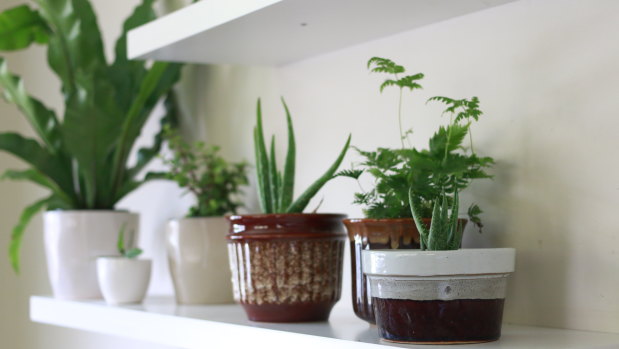 Indoor plants are pretty, but they can also improve air quality.