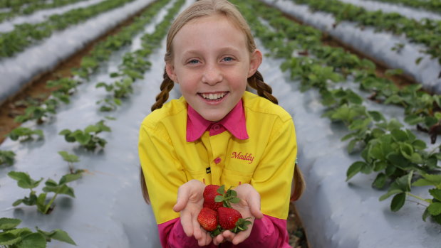 The Schultz family's LuvaBerry farm in the Moreton bay suburb of Wamuran has produced strawberries for 13 years.