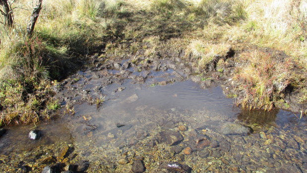 A degraded stream bank in Kosciuszko National Park, where University of Canberra researchers say brumbies are trampling the habitat of the stocky galaxias freshwater fish.