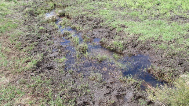 The edge of a stream in Kosciuszko National Park that University of Canberra researchers say has been degraded by brumbies.