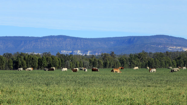 Cattle grazing on oats at Rural Funds Group's Rewan property in Central Queensland.