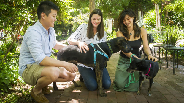 Alex Chow and Natalie Tegtman with their adopted dog Jake and Victoria Jong with her adopted dog Nala. Nala and Jake are both ACT Rescue and Foster’s 3000th adopted dog.