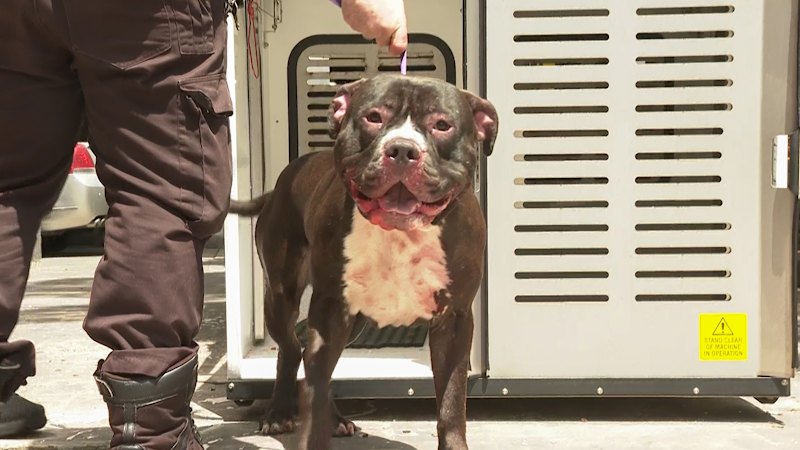 Man critical after being mauled by dog in Sydney apartment