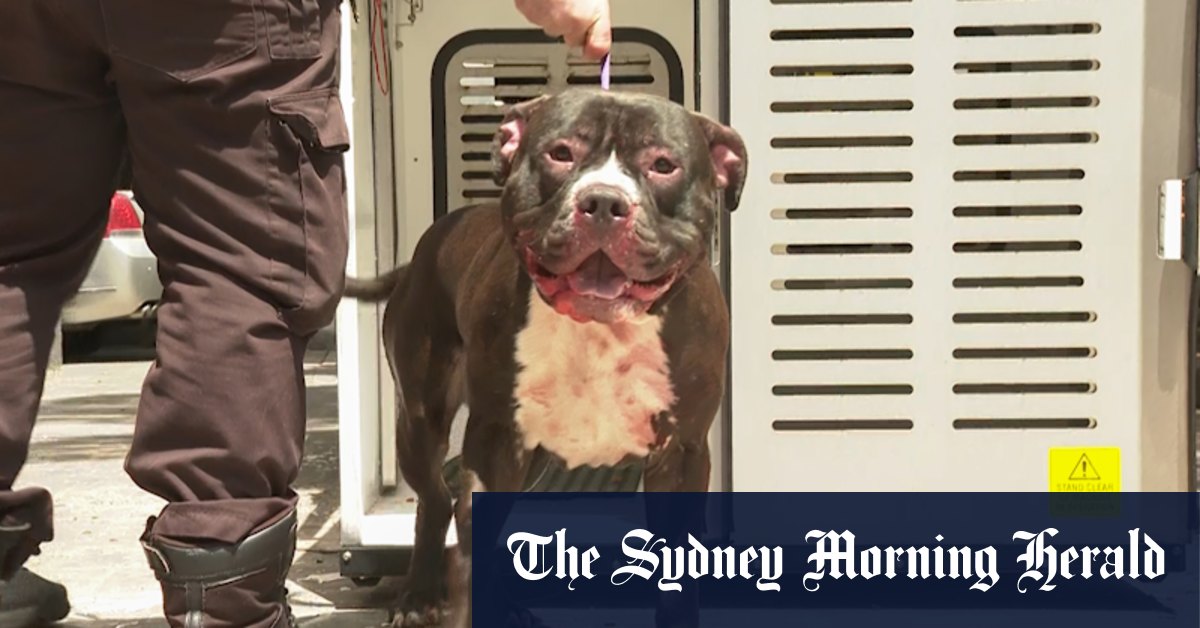 Man critical after being mauled by dog in Sydney apartment