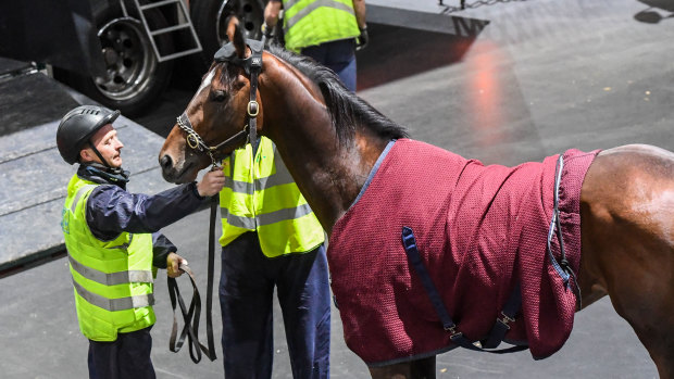 Three years after the death of Anthony Van Dyck, his trainer finally has a horse back in Australia