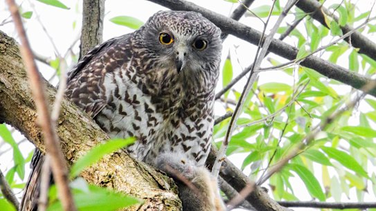 Powerful owls eat as many as 250 possums a year.