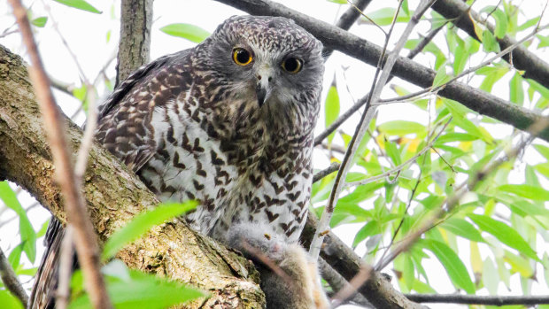 Common product banned around the world is killing our owls