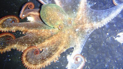A star is spawned: WA’s common octopus actually a new species, gets new celestial Noongar name