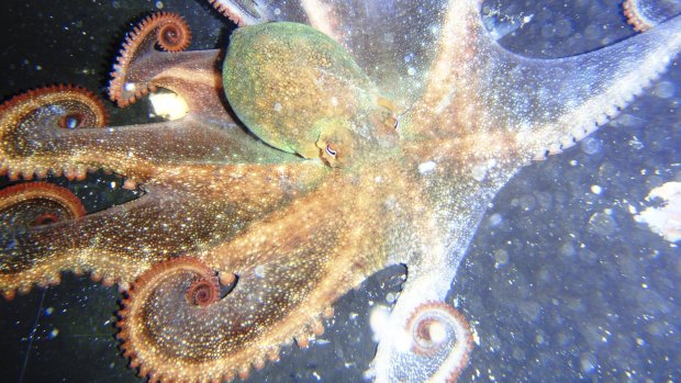 A star is spawned: WA’s common octopus actually a new species, gets new celestial Noongar name