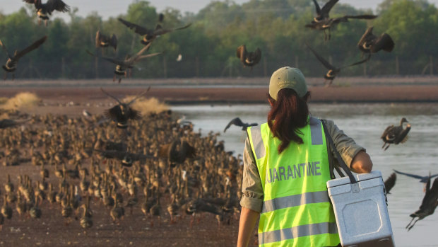 ‘A potential wildlife massacre’: Eyes on the sky as virus wings its way towards Australia