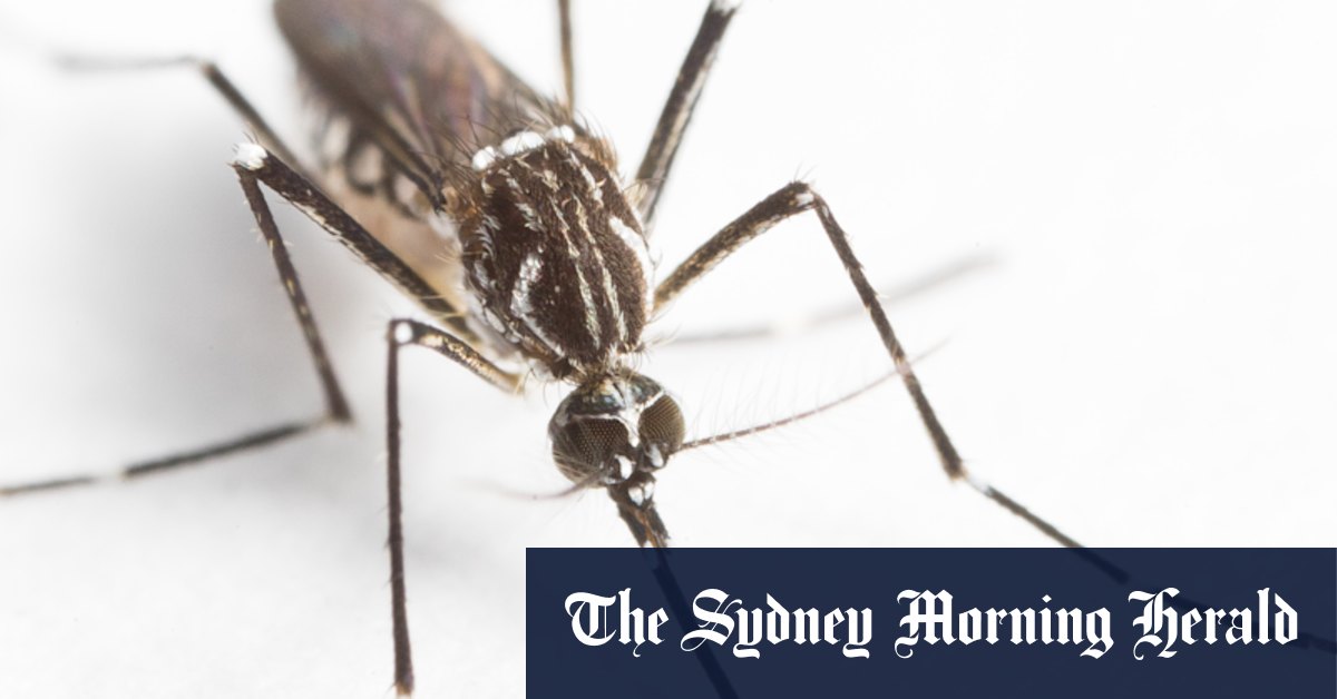 Simple device shows promise for slapping down mosquito-borne diseases - Vimarsana News