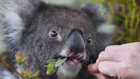 Queensland's 2019 koala conservation strategy recommends changes to planning legislation to protect diminishing koala habitat.