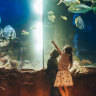 Aquariums suddenly seem far more wonderous when you visit with kids.