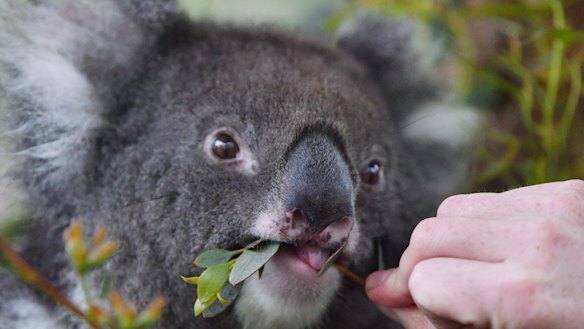 Queensland's 2019 koala conservation strategy recommends changes to planning legislation to protect diminishing koala habitat.