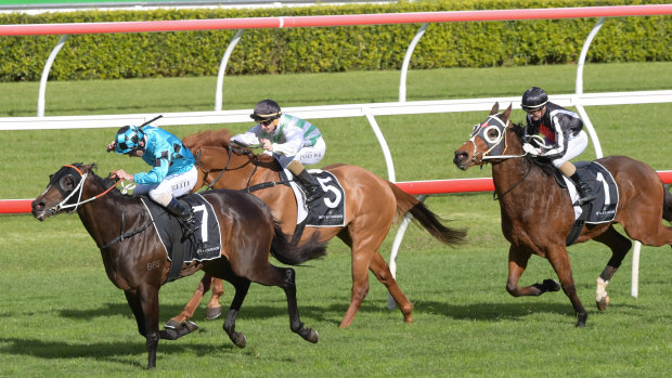 Warming up: Sesar gets to the front in the Winter Dash at Randwick.