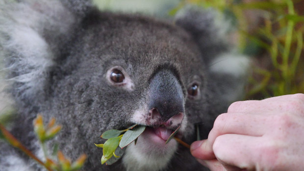 Queensland's 2019 koala conservation strategy recommends changes to planning legislation to protect diminishing koala habitat.