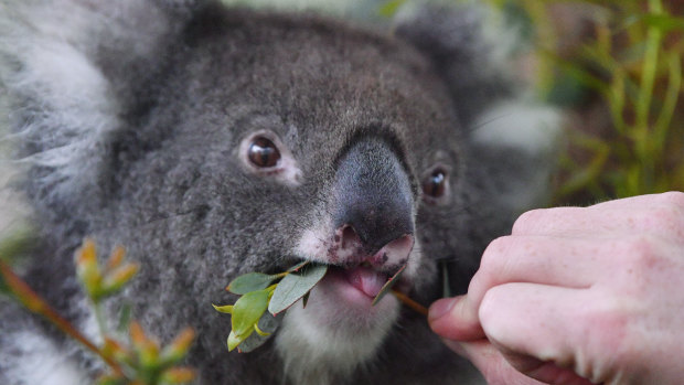 New mapping will govern koala habitat in Queensland from today.