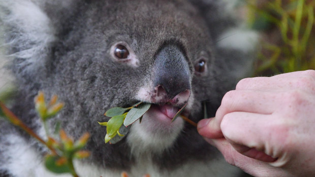 Queensland's soon-to-be-announced 2019 koala conservation strategy recommends changes to planning legislation to protect diminishing koala habitat while Brisbane City Council and the State Government argue about the price of koala land.